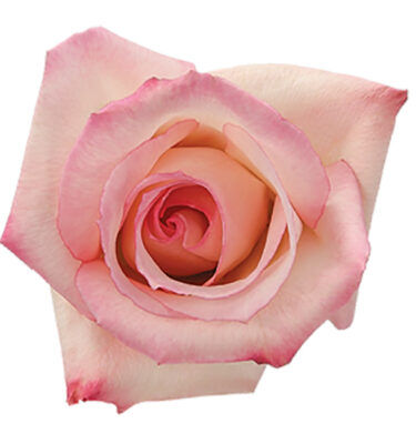 Rose Pink Vouge