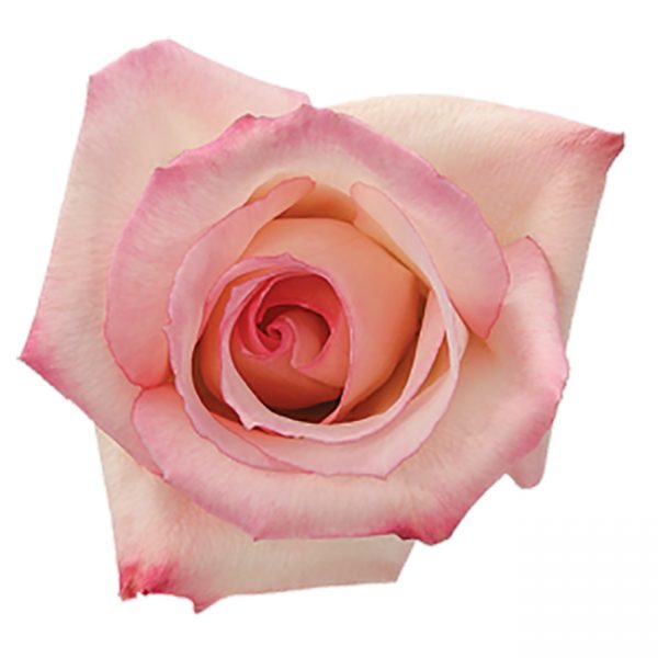 Rose Pink Vouge