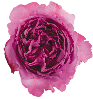 Roses Garden Pink Yves Piaget