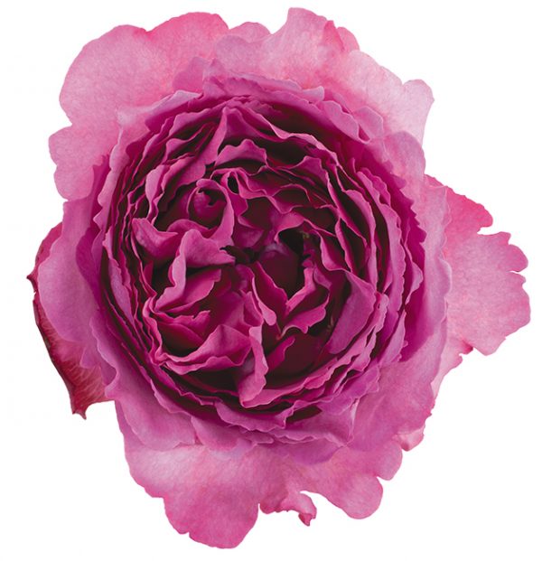 Roses Garden Pink Yves Piaget