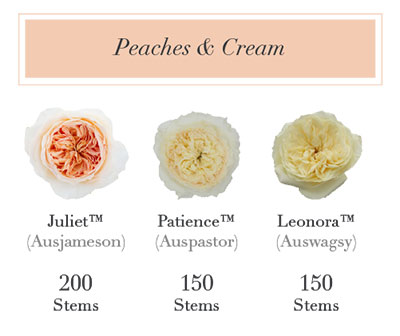 Peaches-&-Cream