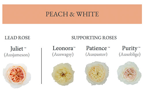 DA_Peach-and-White
